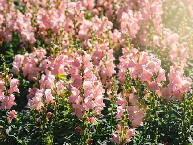 Różowe kwiaty lwiej paszczy (Antirrhinum majus) na kwietniku