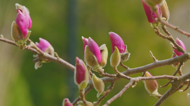 Różowe kwiaty magnolii kwitnące różowe magnolie jasne paski na gęstych płatkach z bliska