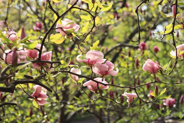 Różowe kwiaty magnolii z bliska