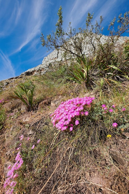 Różowe kwiaty mesembryanthem fynbos rosnące na Table Mountain Kapsztad RPA Zielone krzewy i suche krzewy z florą i roślinami w spokojnym, spokojnym i nieuprawianym rezerwacie przyrody latem