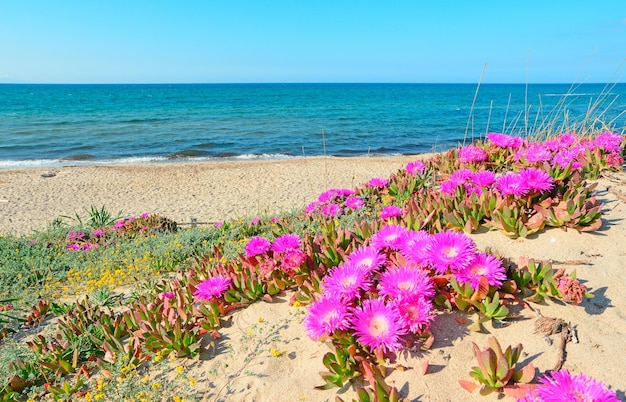 Różowe kwiaty na wydmach w Platamona Sardinia