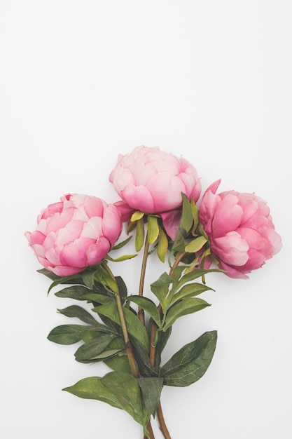 Zdjęcie różowe kwiaty piwonii na prostym tle