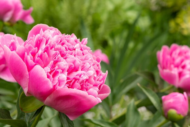 Różowe kwiaty piwonii w ogrodzie na zielonym tle. Paeonia.Wybiórcze skupienie