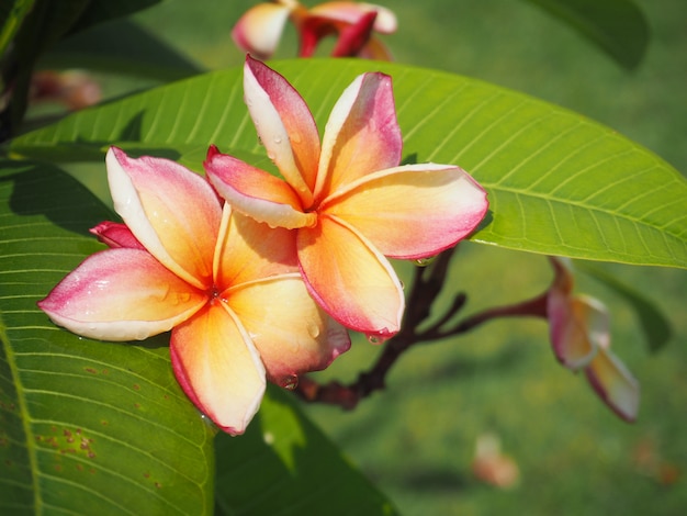 Różowe kwiaty Plumeria lub Frangipani