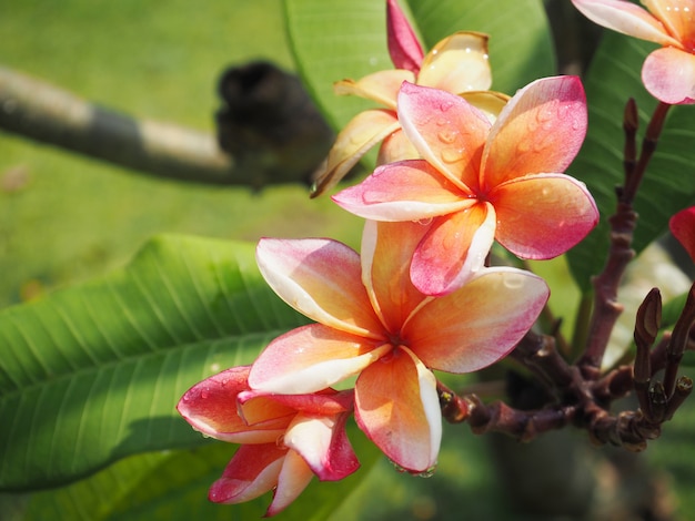 Różowe Kwiaty Plumeria Lub Frangipani