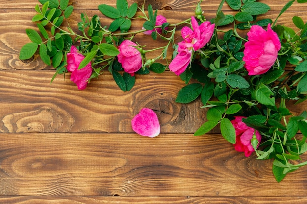 Różowe kwiaty psiej róży na drewnianym tle Widok z góry miejsca kopiowania