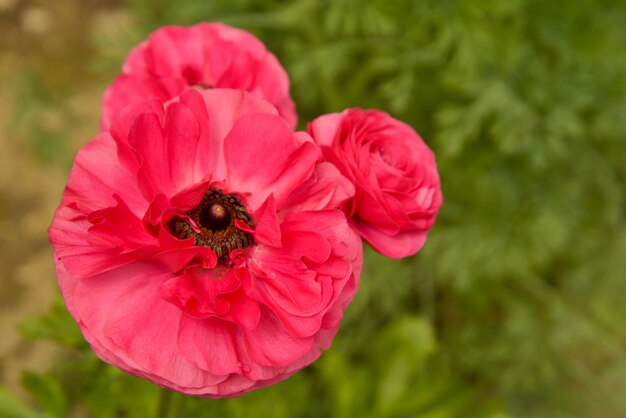 Różowe kwiaty Ranunculus rosnące w ogrodzie w słoneczny dzień. Zbliżenie fucsia kwiat.