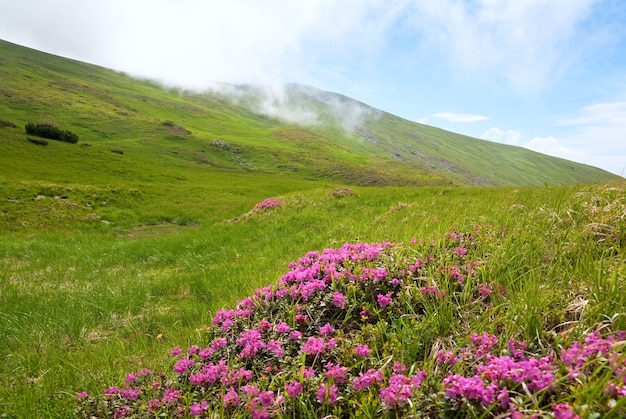 Różowe Kwiaty Rododendronów Na Letnim Zboczu Góry (ukraina, Karpaty)