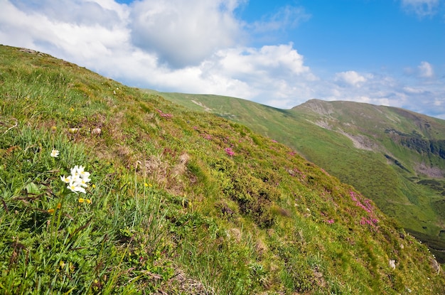 Różowe kwiaty rododendronów na letnim zboczu góry (Ukraina, Karpaty)