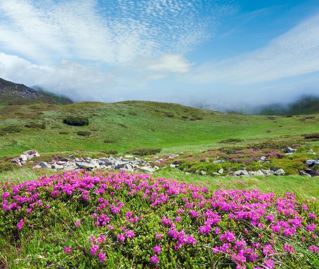 Różowe kwiaty rododendronów na zboczu góry latem Ukraina Karpaty