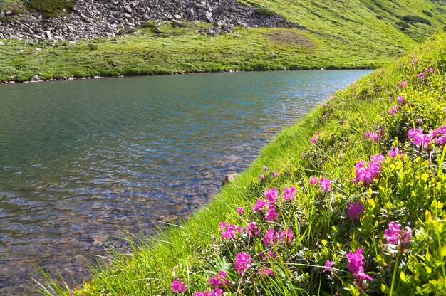 Różowe Kwiaty Rododendronów W Pobliżu Małego Letniego Górskiego Jeziora (ukraina, Karpaty)