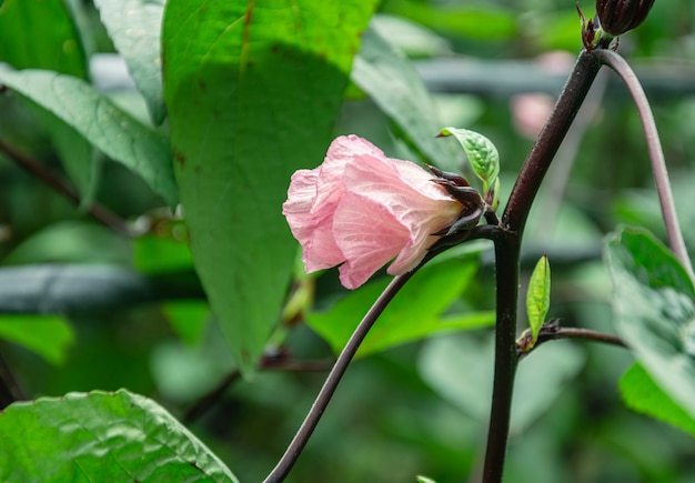 Różowe kwiaty roselle w ogrodzie Hibiscus sabdariffa Jamajski szczaw