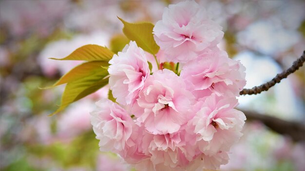 Różowe kwiaty sakura w ogrodzie.