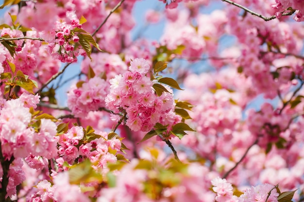 Różowe kwiaty sakura w rozkwicie