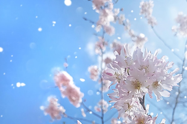 Różowe kwiaty sakury na niebieskim niebie w świetle słońca Delikatne wiosenne tło