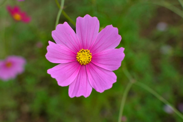 Różowe kwiaty to piękna natura