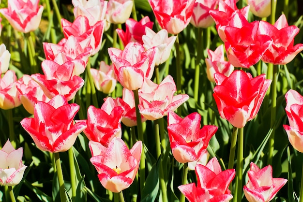 Różowe kwiaty tulipanów kwitnące w polu tulipanów o zachodzie słońca.