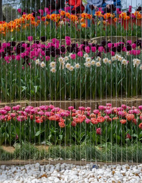 Zdjęcie różowe kwiaty tulipanów w rzędzie