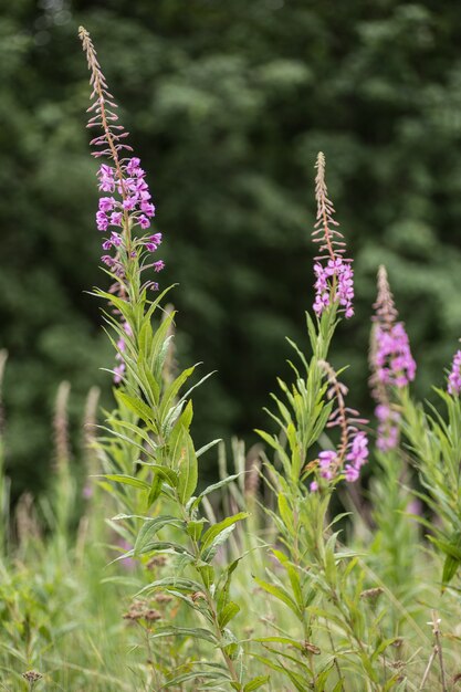 Różowe kwiaty wierzbownicy Epilobium