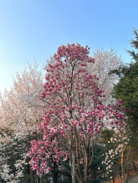 Różowe kwiaty wiśni Sakura na tle kwiatów wiśni w sezonie wiosennym w parku