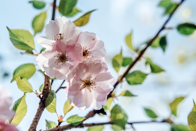 Różowe kwiaty wiśni sakura wiosna tło wielkanocne