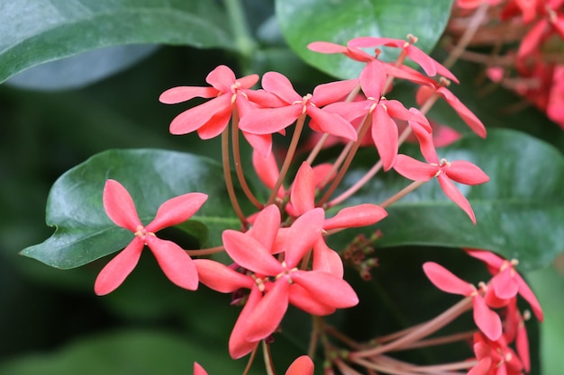 Różowe kwiaty z gatunku Ixora Coccinea Rosada