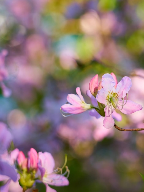 Różowe kwiaty z rozmytym tłem bokeh