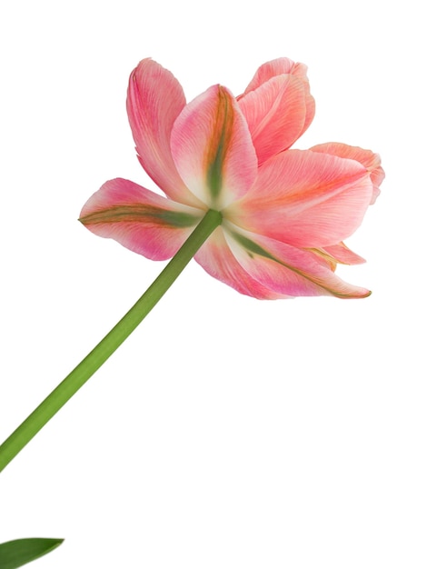 Zdjęcie różowe kwitnące tulipany z liśćmi izolowanymi na białym tle