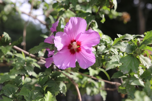 różowe magenta kwiaty hibiskusa syriacus roślina powszechnie znana jako koreańska róża róża Sharon Syr