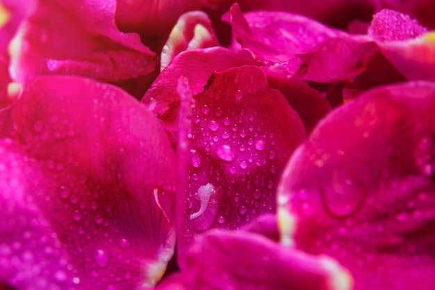 Różowe mokre liście dzikiej róży z kroplami wody