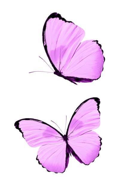 Różowe motyle na białym tle. tropikalne ćmy. owady do projektowania. farby akwarelowe