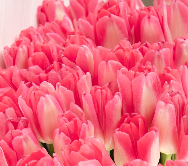 różowe odmiany tulipanów Dreamland zbliżenie świeży bukiet pąków tulipanów Zbliżenie płatki