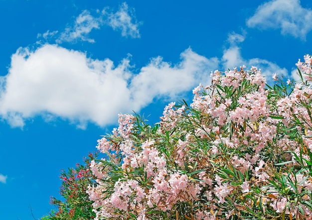Różowe oleandry pod błękitnym niebem