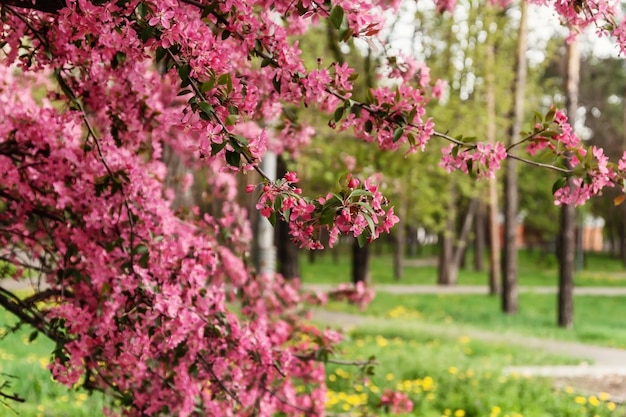 Różowe piękne drzewo kwitnie rajską jabłoń na tle soczystej wiosennej zielonej trawy