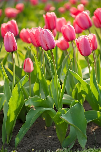 Różowe piękne pole tulipanów w wiosennym kwiatowym tle wielkanocnym