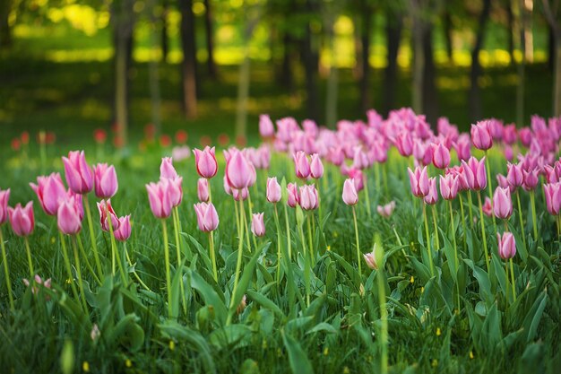 Różowe piękne tulipany