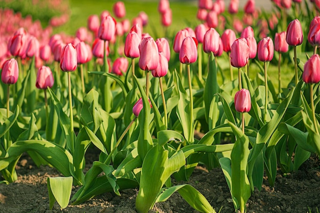 Różowe piękne tulipany