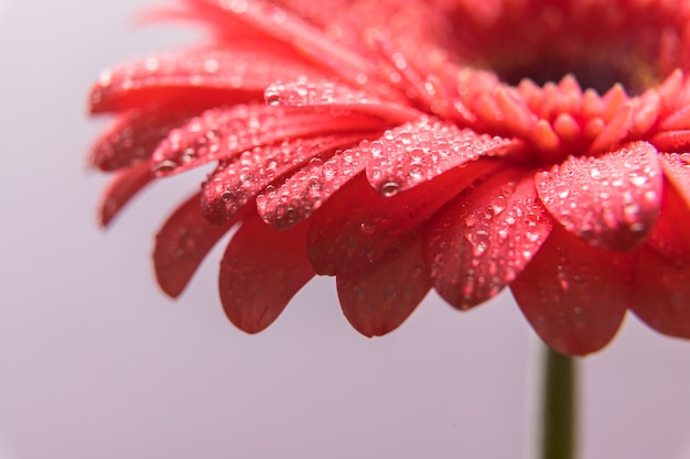 Różowe płatki kwiatów gerbera z kropelkami wody