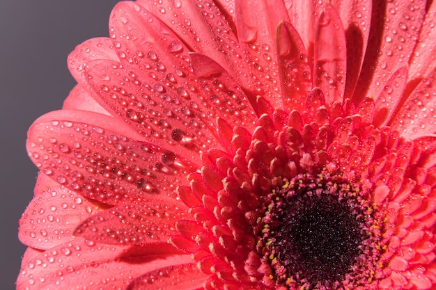 Różowe płatki kwiatów gerbera z wieloma drobnymi kropelkami wody. Makro strza? Z makro bud.