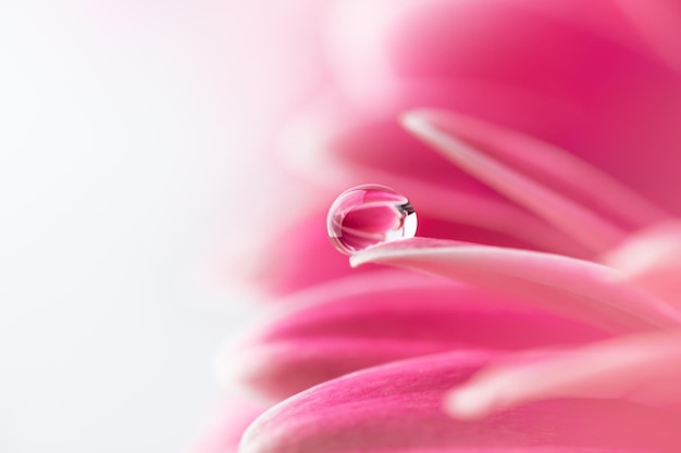 Różowe płatki kwiatów z kroplą wody z bliska Fotografia makro płatków kwiatów gerbery z rosą