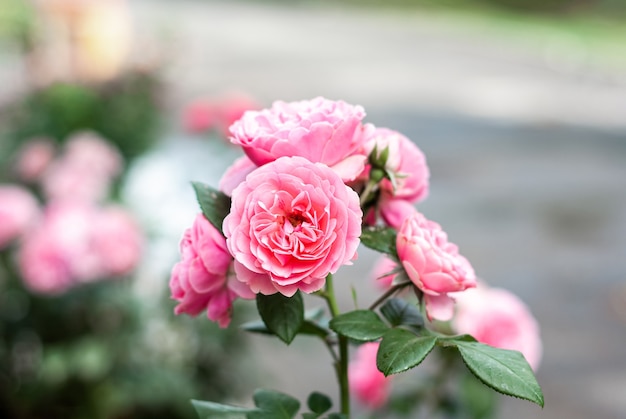 Różowe róże Elodie Gossuin kwitnące na ulicy miasta.