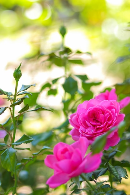 Zdjęcie różowe róże kwitną w ogrodzie różowe róże na niewyraźne tło kopiowanie miejsca