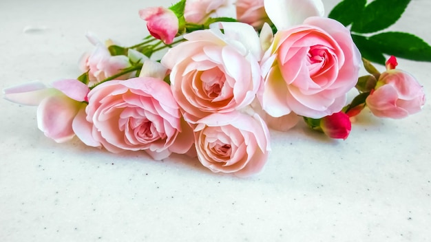 Różowe róże na białym tle Idealne do kart okolicznościowych i zaproszeń w tle