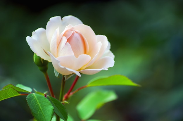 Różowe róże na krzaku, makro, ogród różany