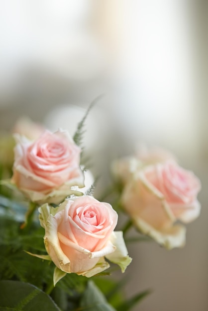 Różowe róże Piękne czerwono-różowe róże w wazonie