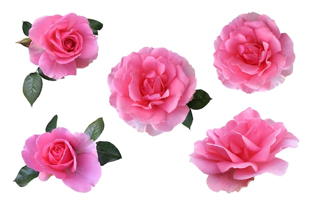 Różowe róże ustawiają delikatny kwiatowy obiekt wycinany do miękkiej ostrości karty z zaproszeniem projektowym i ścieżki przycinającej