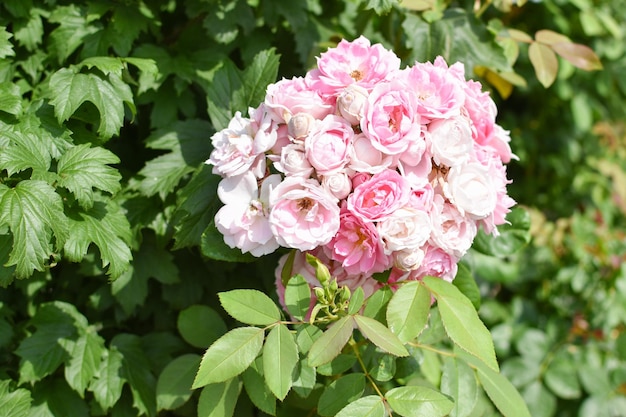 Różowe róże w bukiecie Róża kwitnie na kwietniku Ogród Botaniczny
