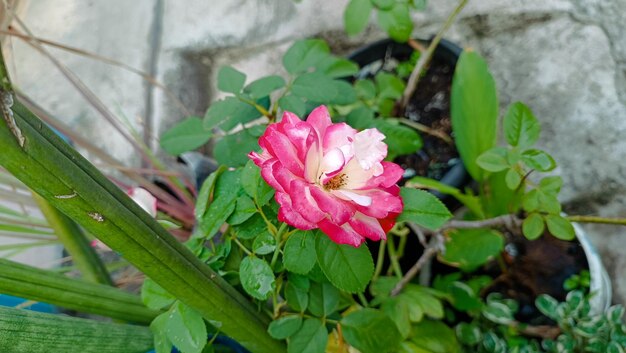 Różowe róże w ogrodzie różowych róż w okresie letnim