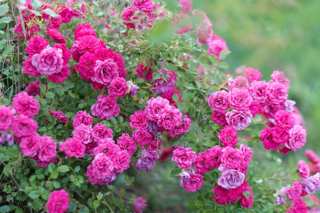 Różowe róże w ogrodzie w buszu