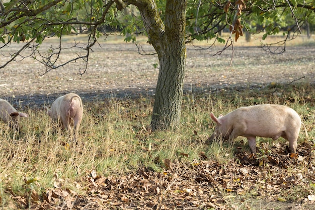 Różowe świnie na fermie Świnie na fermie Przemysł mięsny Hodowla świń